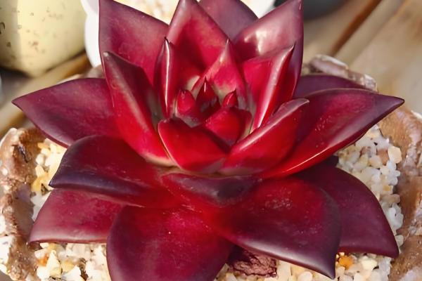 阳台怎么种多肉,冬季最低不可低于5℃