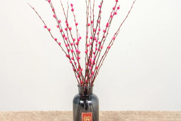 银柳要干养还是水培，可以干养也能水培