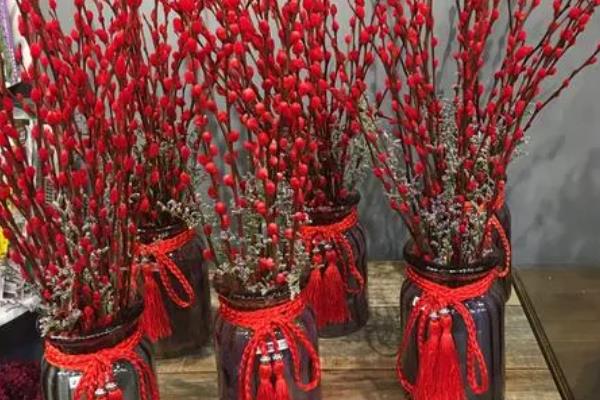 银柳要干养还是水培，可以干养也能水培