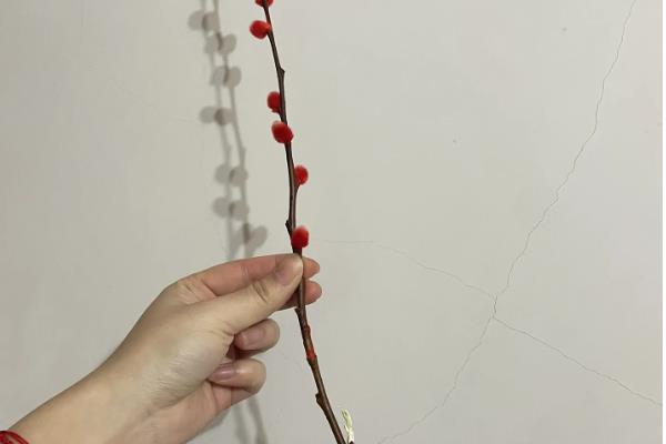 银柳要干养还是水培，可以干养也能水培