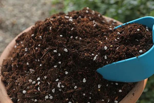 银柳要干养还是水培，可以干养也能水培