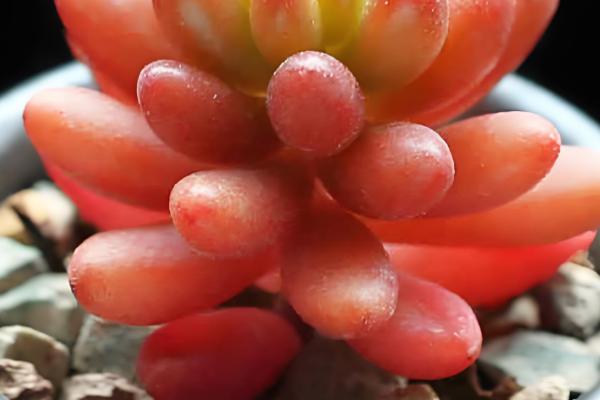 阳台怎么种多肉,冬季最低不可低于5℃