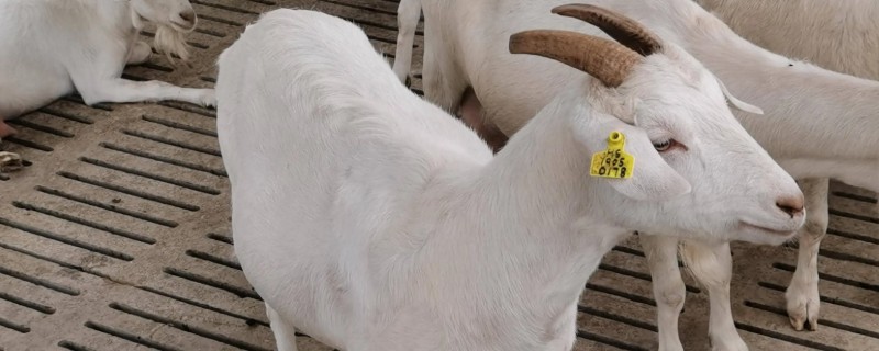 黄淮山羊的饲养方法，不同生长阶段的饲养方式不同