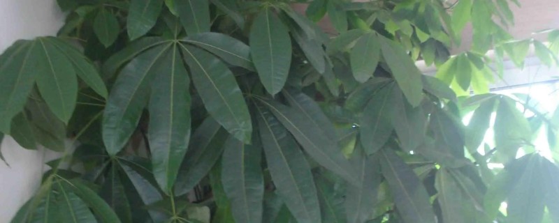 四季发财树的养殖方法，温度过高时需多浇水
