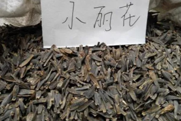 小丽花种子在哪里有卖,在花卉市场有卖