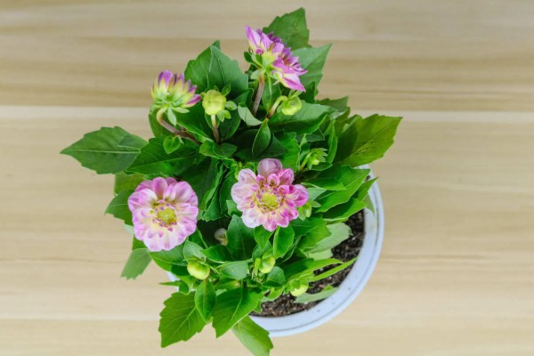 小丽花种子在哪里有卖,在花卉市场有卖