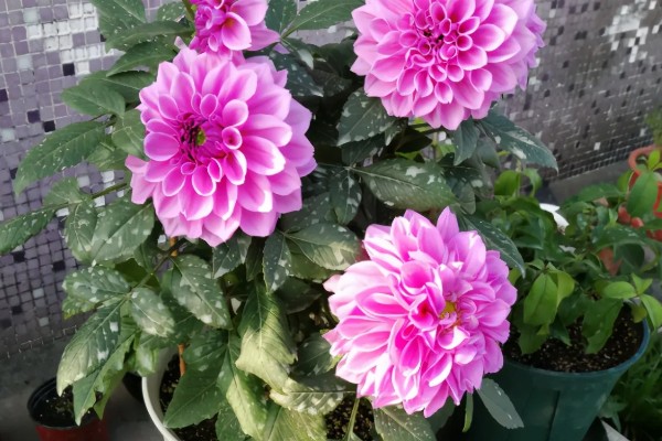 小丽花种子在哪里有卖,在花卉市场有卖