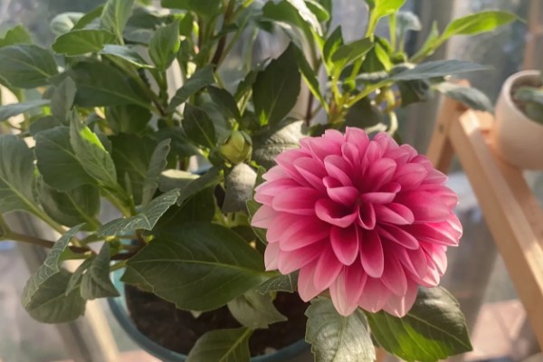 小丽花种子在哪里有卖,在花卉市场有卖