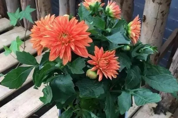 小丽花种子在哪里有卖,在花卉市场有卖