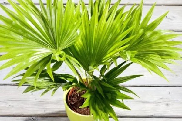 怎么养棕榈树盆栽，选择排水性良好的沙质壤土养
