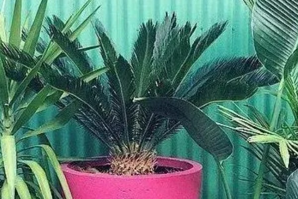 怎么养棕榈树盆栽，选择排水性良好的沙质壤土养