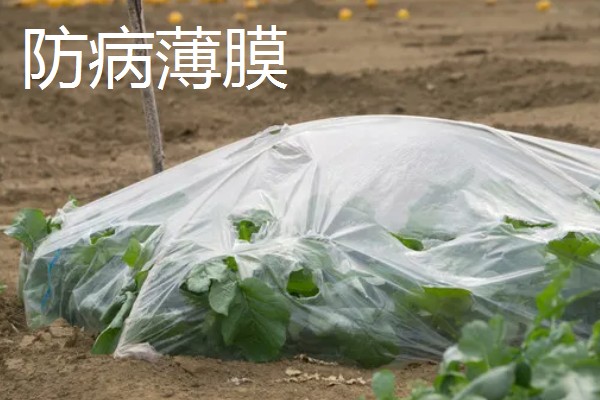 有哪些农用塑料薄膜，常见的有轻薄型薄膜、多用途薄膜等