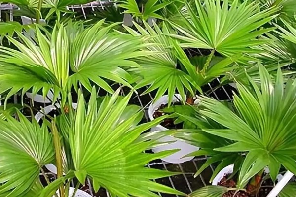 怎么养棕榈树盆栽，选择排水性良好的沙质壤土养