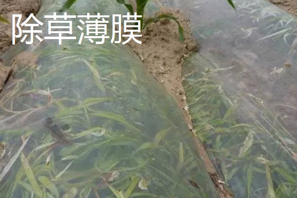 有哪些农用塑料薄膜，常见的有轻薄型薄膜、多用途薄膜等