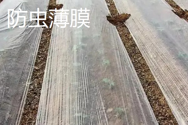 有哪些农用塑料薄膜，常见的有轻薄型薄膜、多用途薄膜等