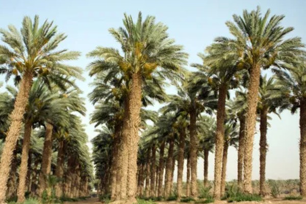 怎么养棕榈树盆栽，选择排水性良好的沙质壤土养