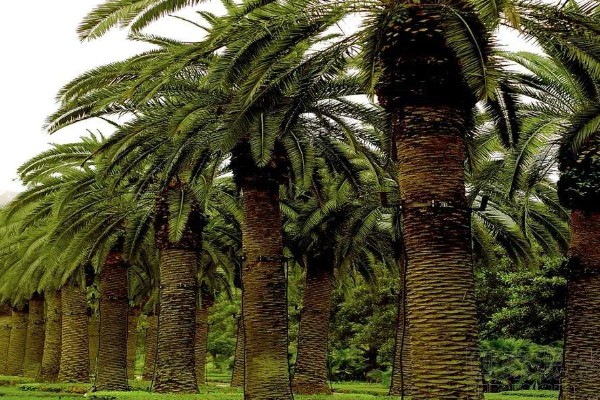 怎么养棕榈树盆栽，选择排水性良好的沙质壤土养