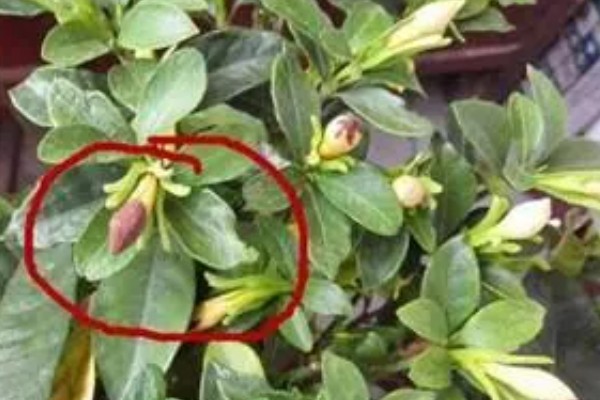 栀子花的花苞为何发黄掉落，缺光时无法生成足够的养分供花苞生长发育