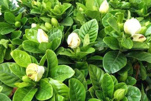 栀子花的花苞为何发黄掉落，缺光时无法生成足够的养分供花苞生长发育