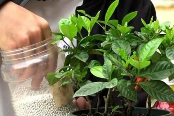 栀子花的花苞为何发黄掉落，缺光时无法生成足够的养分供花苞生长发育