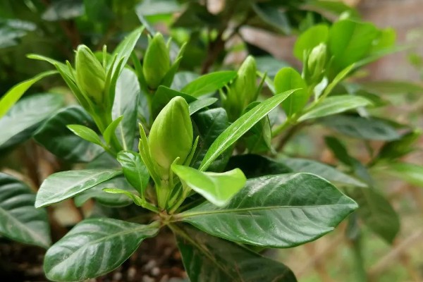 栀子花的花苞为何发黄掉落，缺光时无法生成足够的养分供花苞生长发育