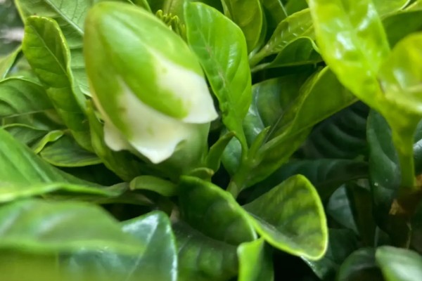 栀子花的花苞为何发黄掉落，缺光时无法生成足够的养分供花苞生长发育