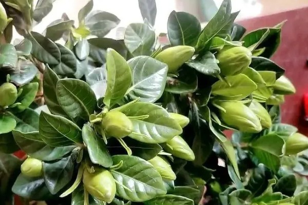 栀子花的花苞为何发黄掉落，缺光时无法生成足够的养分供花苞生长发育