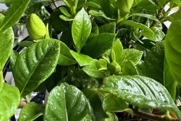 栀子花的花苞为何发黄掉落，缺光时无法生成足够的养分供花苞生长发育