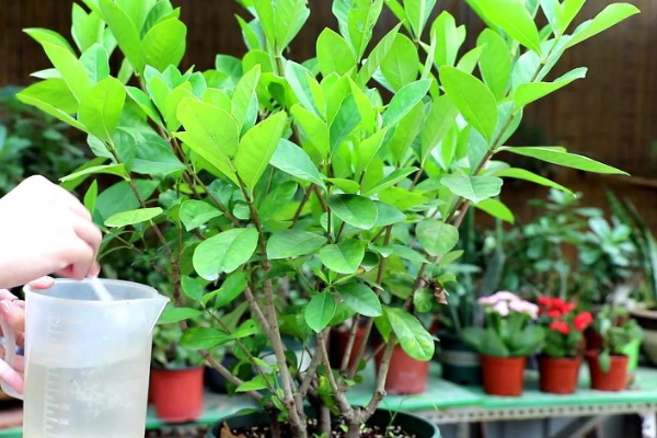 栀子花的花苞为何发黄掉落，缺光时无法生成足够的养分供花苞生长发育