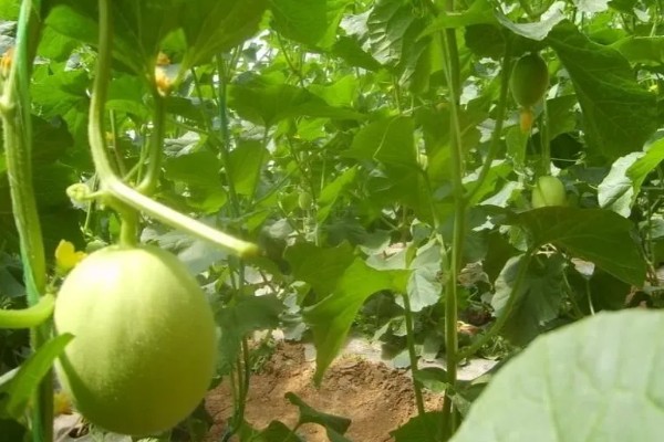 大棚甜瓜怎么管理,拉开昼夜温差可提高果实品质