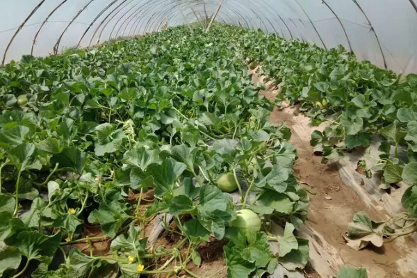 大棚甜瓜怎么管理,拉开昼夜温差可提高果实品质