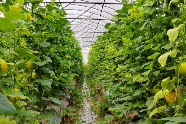 大棚甜瓜怎么管理,拉开昼夜温差可提高果实品质