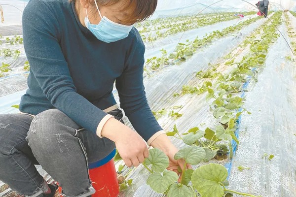 大棚甜瓜怎么管理,拉开昼夜温差可提高果实品质