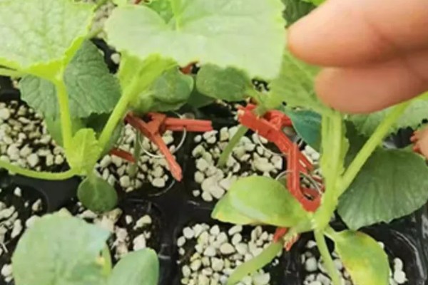 大棚甜瓜怎么管理,拉开昼夜温差可提高果实品质