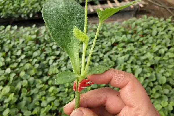 大棚甜瓜怎么管理,拉开昼夜温差可提高果实品质