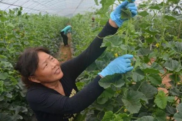 大棚甜瓜怎么管理,拉开昼夜温差可提高果实品质