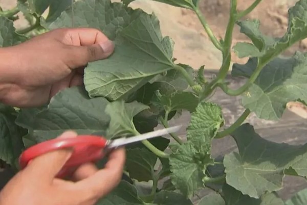 大棚甜瓜怎么管理,拉开昼夜温差可提高果实品质