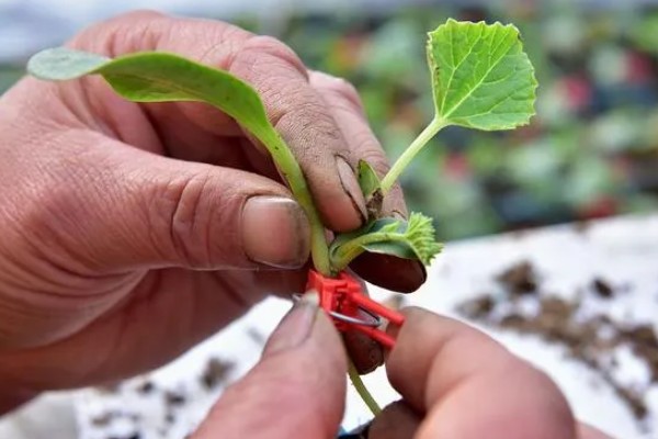 大棚甜瓜怎么管理,拉开昼夜温差可提高果实品质