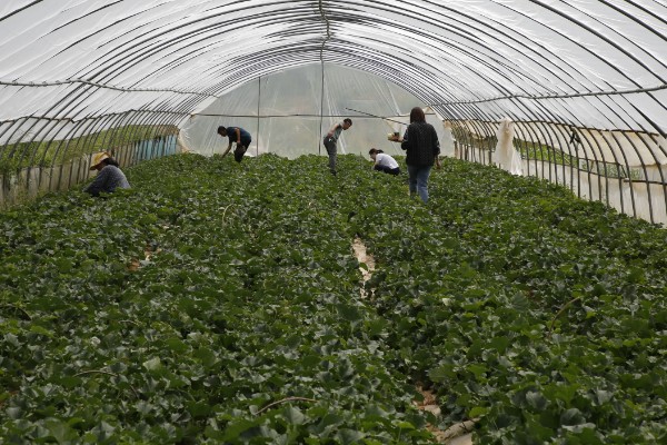 大棚甜瓜怎么管理,拉开昼夜温差可提高果实品质