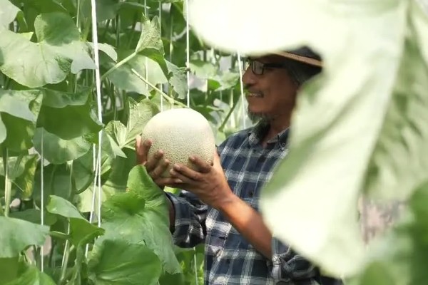 大棚甜瓜怎么管理,拉开昼夜温差可提高果实品质