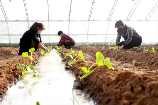 大棚甜瓜怎么管理,拉开昼夜温差可提高果实品质