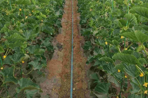 大棚甜瓜怎么管理,拉开昼夜温差可提高果实品质