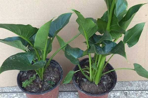 马蹄莲的养殖方法，平时每隔2-3天浇一次水