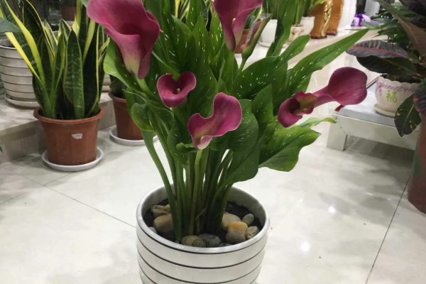 马蹄莲的养殖方法，平时每隔2-3天浇一次水