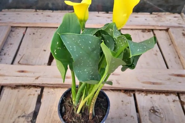 马蹄莲的养殖方法，平时每隔2-3天浇一次水