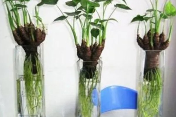 马蹄莲的养殖方法，平时每隔2-3天浇一次水