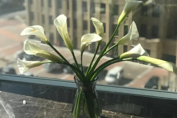 马蹄莲的养殖方法，平时每隔2-3天浇一次水