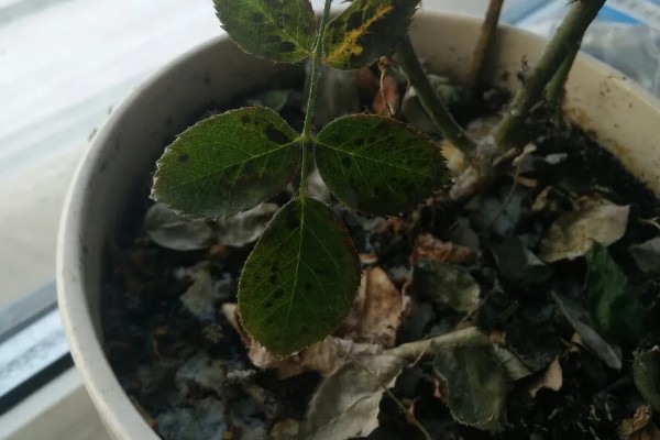 月季花掉叶子的原因及解决方法，可能是光照不足所致