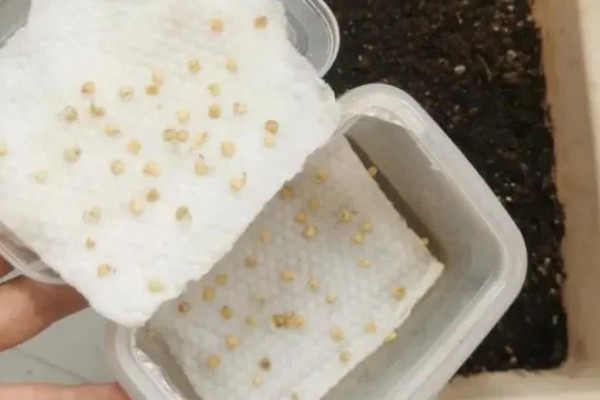 青椒怎么种植，每穴放苗1-2株