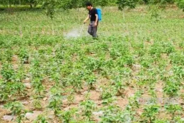 青椒怎么种植，每穴放苗1-2株